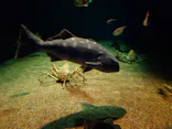 アクアワールド茨城県大洗水族館に投稿された画像（2026/8/2）