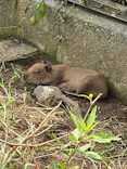 日立市かみね動物園に投稿された画像（2026/8/2）