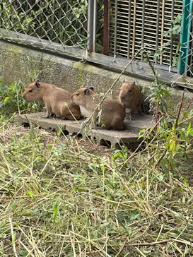日立市かみね動物園に投稿された画像（2026/8/2）