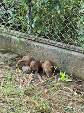 日立市かみね動物園に投稿された画像（2026/8/2）