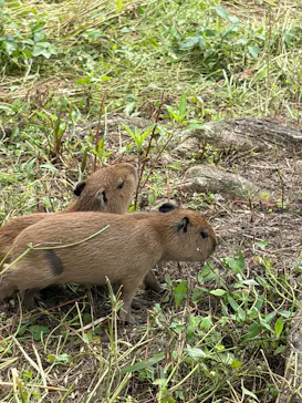 日立市かみね動物園に投稿された画像（2026/8/2）
