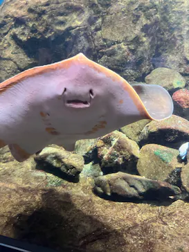 新江ノ島水族館に投稿された画像（2026/8/2）