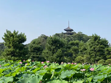 三溪園に投稿された画像（2026/8/2）