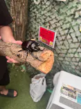 TOMUSHIのカブクワすごいぞ!! in けやきひろばに投稿された画像（2026/8/2）