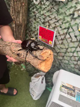 TOMUSHIのカブクワすごいぞ!! in けやきひろばに投稿された画像（2026/8/2）