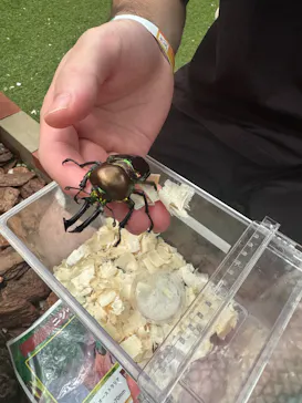 TOMUSHIのカブクワすごいぞ!! in けやきひろばに投稿された画像（2026/8/2）