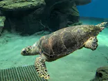 名古屋港水族館に投稿された画像（2026/8/2）