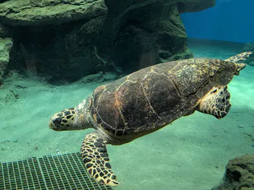 名古屋港水族館に投稿された画像（2026/8/2）