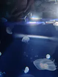 サンシャイン水族館に投稿された画像（2026/8/2）