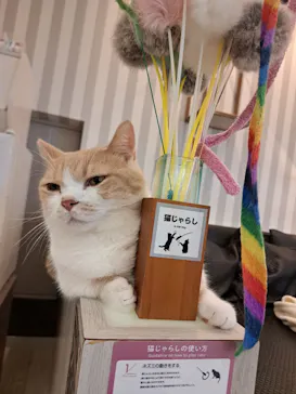 猫カフェモカ　アルシェ大宮店に投稿された画像（2026/8/2）