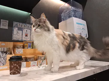 猫カフェモカ　アルシェ大宮店に投稿された画像（2026/8/2）