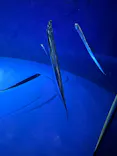 サンシャイン水族館に投稿された画像（2026/8/2）