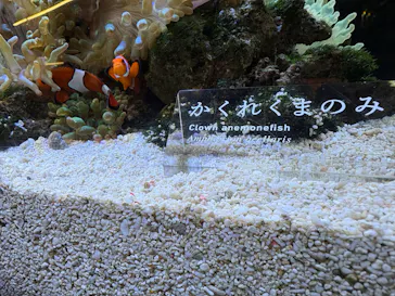 京都水族館に投稿された画像（2026/8/2）