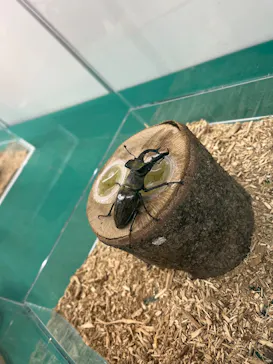 夏休み！ふれあい昆虫ランドに投稿された画像（2026/8/2）