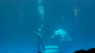 島根県立 しまね海洋館に投稿された画像（2026/8/2）