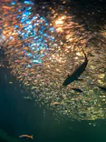 アクアワールド茨城県大洗水族館に投稿された画像（2026/8/2）