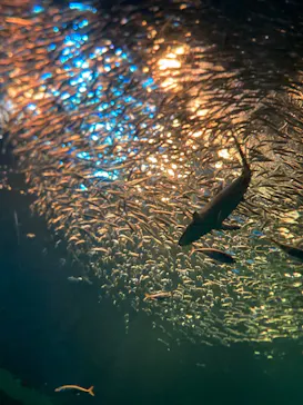 アクアワールド茨城県大洗水族館に投稿された画像（2026/8/2）