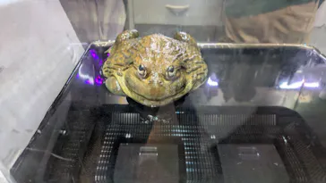 体感型動物園iZooに投稿された画像（2026/8/2）