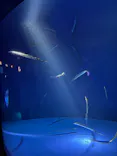 サンシャイン水族館に投稿された画像（2026/8/2）