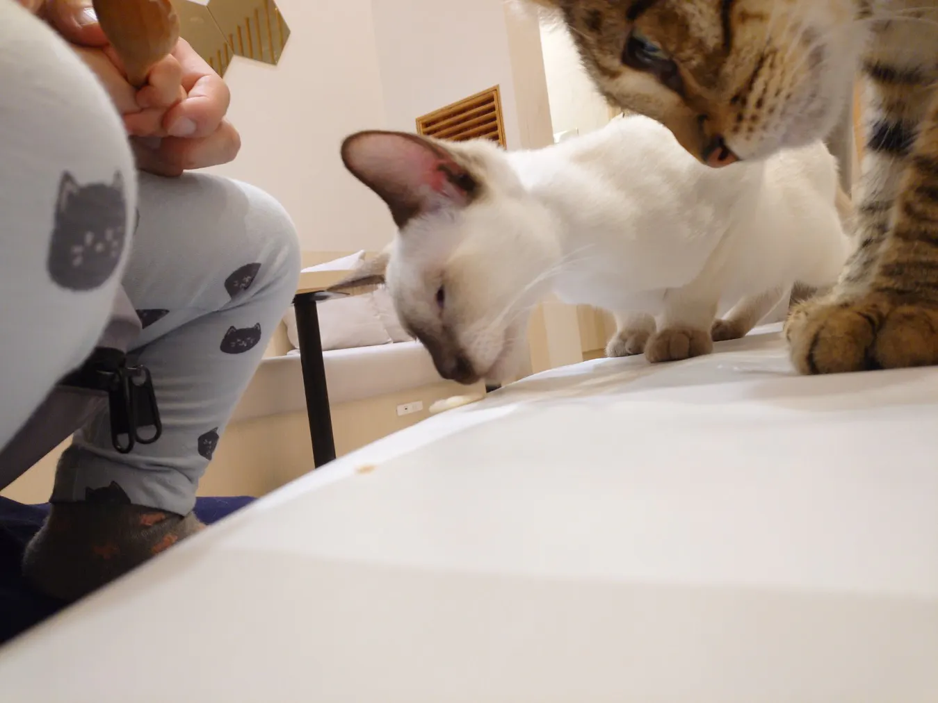 猫カフェモカ イオンモール東久留米店の口コミ ｜平日のフリータイムで