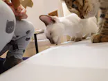 猫カフェモカ　イオンモール東久留米店に投稿された画像（2026/8/2）