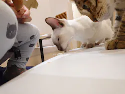 猫カフェモカ　イオンモール東久留米店に投稿された画像（2026/8/2）