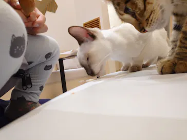 猫カフェモカ　イオンモール東久留米店に投稿された画像（2026/8/2）