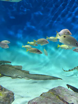 アクアワールド茨城県大洗水族館に投稿された画像（2026/8/2）