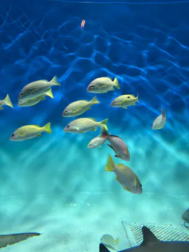 アクアワールド茨城県大洗水族館に投稿された画像（2026/8/2）