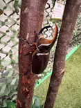 TOMUSHIのカブクワすごいぞ!! in けやきひろばに投稿された画像（2026/8/2）