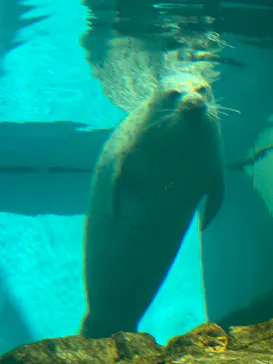 しながわ水族館に投稿された画像（2026/8/2）