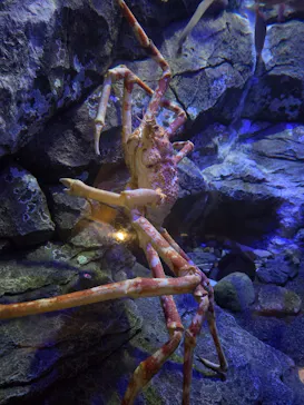 しながわ水族館に投稿された画像（2026/8/2）