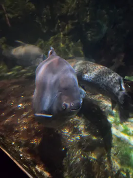 しながわ水族館に投稿された画像（2026/8/2）