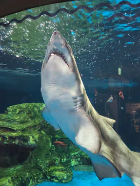 しながわ水族館に投稿された画像（2026/8/2）