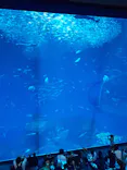 アクアワールド茨城県大洗水族館に投稿された画像（2026/8/2）