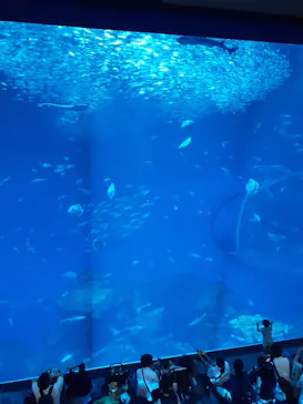 アクアワールド茨城県大洗水族館に投稿された画像（2026/8/2）