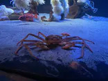 環境水族館アクアマリンふくしまに投稿された画像（2026/8/2）