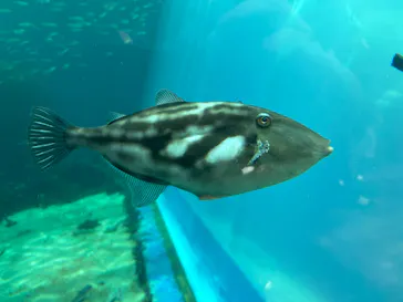 環境水族館アクアマリンふくしまに投稿された画像（2026/8/2）