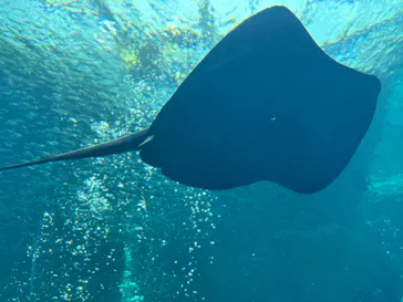 環境水族館アクアマリンふくしまに投稿された画像（2026/8/2）
