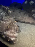 サンシャイン水族館に投稿された画像（2026/8/2）