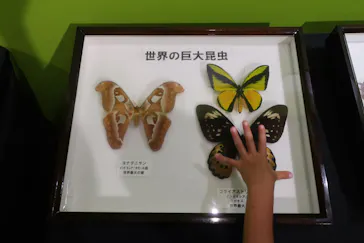 渋谷昆虫探検隊に投稿された画像（2026/8/2）