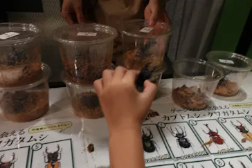 渋谷昆虫探検隊に投稿された画像（2026/8/2）