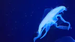 サンシャイン水族館に投稿された画像（2026/8/2）
