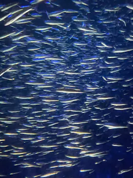 大分マリーンパレス水族館 「うみたまご」に投稿された画像（2026/8/2）