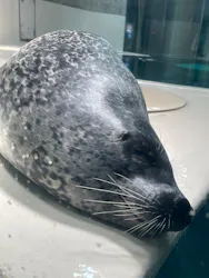 大分マリーンパレス水族館 「うみたまご」に投稿された画像（2026/8/2）