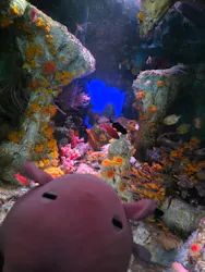 サンシャイン水族館に投稿された画像（2026/8/2）