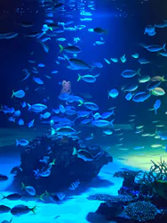 サンシャイン水族館に投稿された画像（2026/8/2）