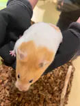 Moff animal cafe イオンモール幕張新都心店に投稿された画像（2026/8/2）