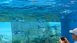 サンシャイン水族館に投稿された画像（2026/8/2）