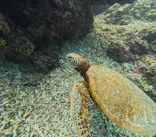 OCEAN LIFE 宮古島に投稿された画像（2026/8/2）